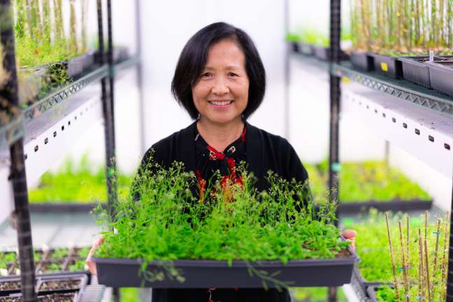 Article: Understanding how plants balance growth and survival, one cell at a time